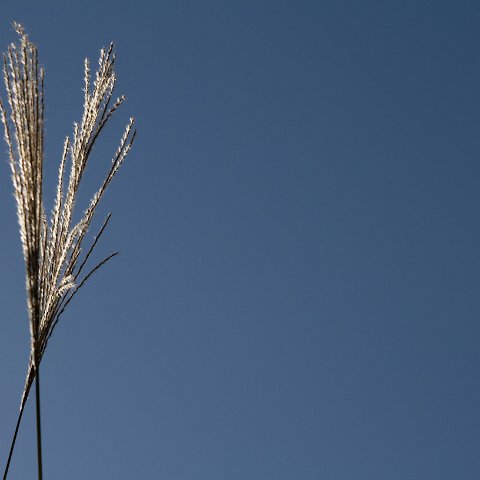 Plants and Grasses-40 : 2011, China, basis