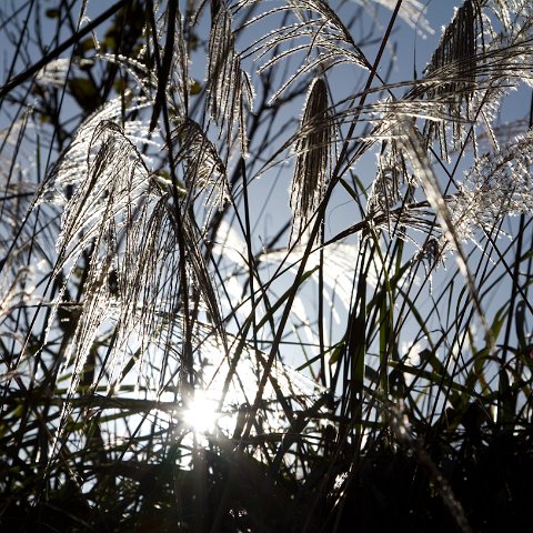 Plants and Grasses-41 : 2011, China, basis