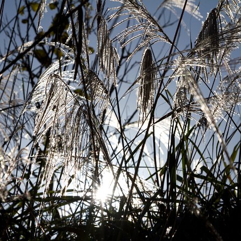Plants and Grasses-42 : 2011, China, basis