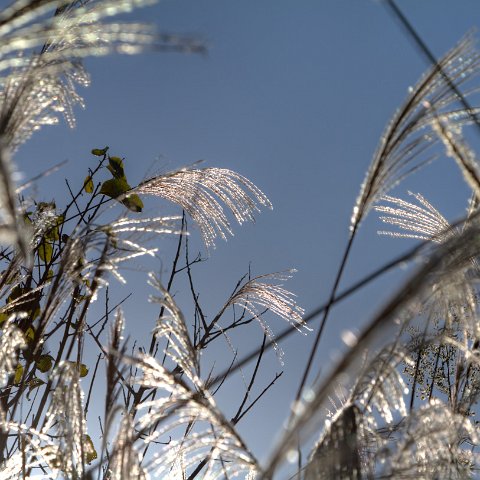 Plants and Grasses-43 : 2011, 202, China, Plants, hdr result