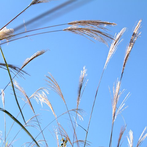 Plants and Grasses-44 : 2011, 202, China, Plants, hdr result
