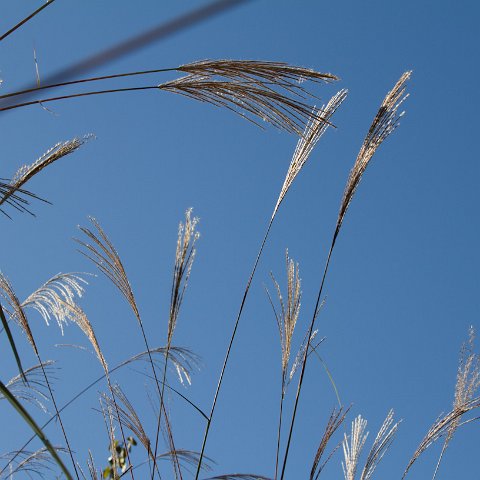 Plants and Grasses-45 : 2011, China, basis