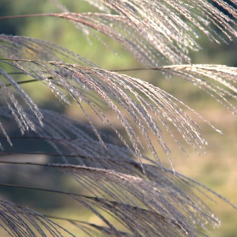 Plants and Grasses-46 : 2011, 202, China, Plants, hdr result