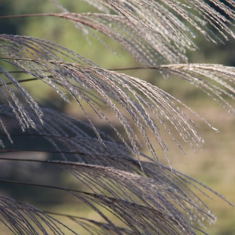 Plants and Grasses-47 : 2011, China, basis