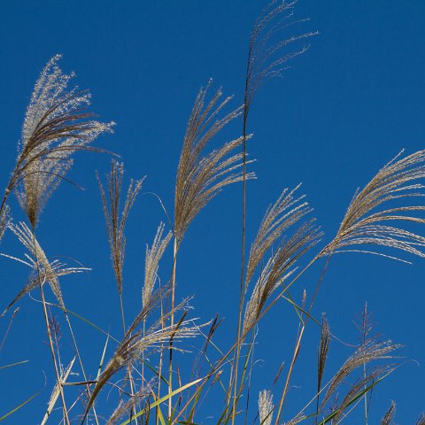 Plants and Grasses-48 : 2011, China, basis