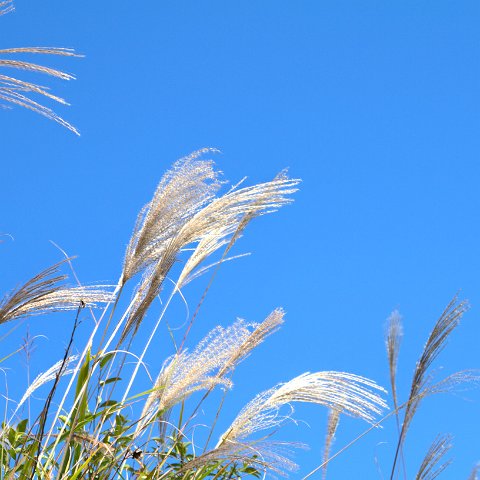 Plants and Grasses-49 : 2011, 202, China, Plants, hdr result