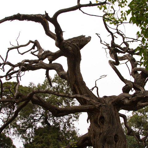 Plants and Grasses-5 : 2011, China, basis