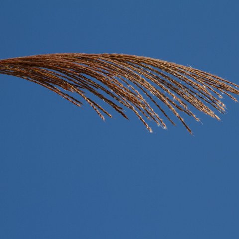 Plants and Grasses-50 : 2011, China, basis