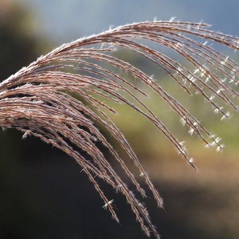 Plants and Grasses-52 : 2011, China, basis