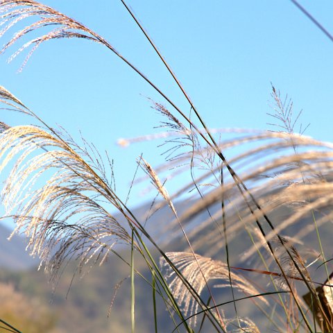 Plants and Grasses-53 : 2011, 202, China, Plants, hdr result