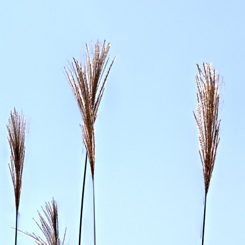 Plants and Grasses-54 : 2011, 202, China, Plants, hdr result