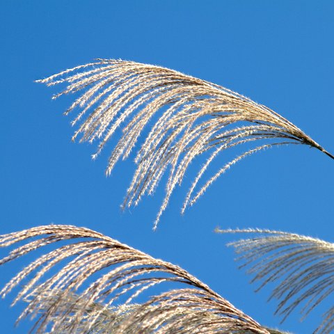 Plants and Grasses-55 : 2011, 202, China, hdr result