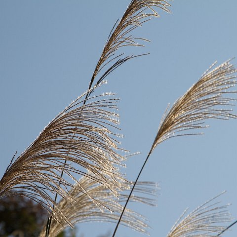 Plants and Grasses-56 : 2011, China, basis