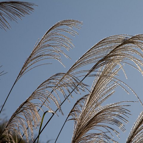 Plants and Grasses-57 : 2011, China, basis