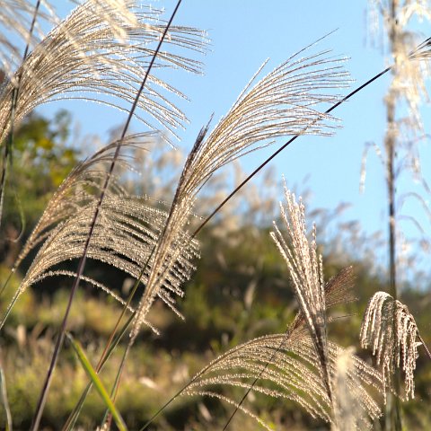 Plants and Grasses-59 : 2011, 202, China, Plants, hdr result