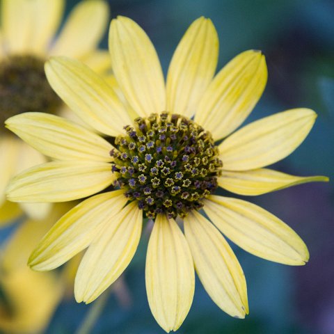 Plants and Grasses-6 : 2011, China