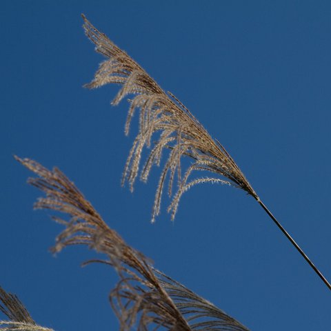 Plants and Grasses-60 : 2011, China, basis