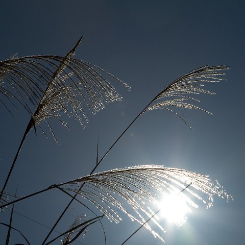Plants and Grasses-61 : 2011, China, basis