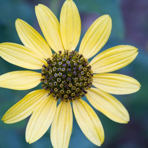 Plants and Grasses-7 : 2011, China