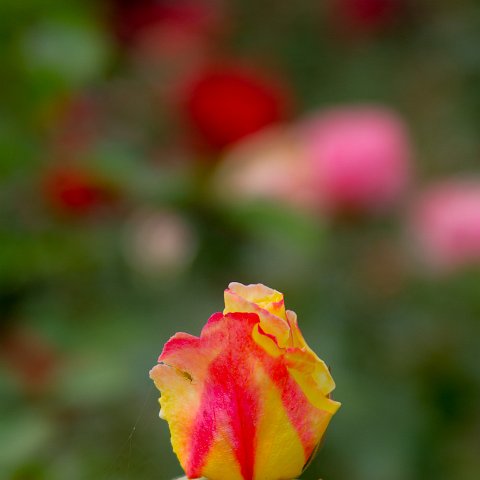 Plants and Grasses-8 : 2011, China, basis, flower