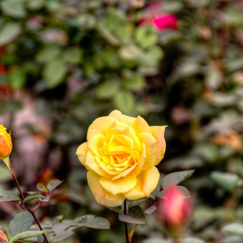 Plants and Grasses-9 : 2011, 202, China, flower, hdr result