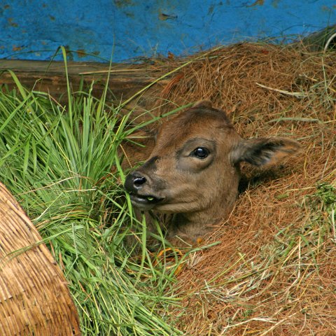 img08810  Journey through Ladakh India 2004