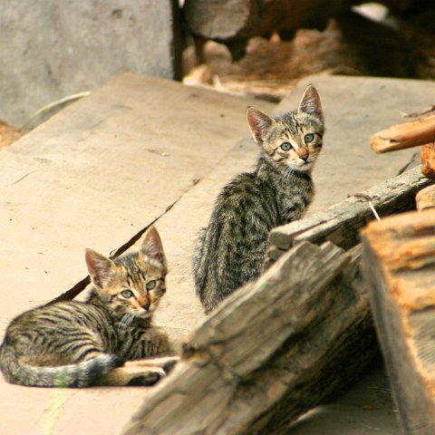 img08836  Journey through Ladakh India 2004
