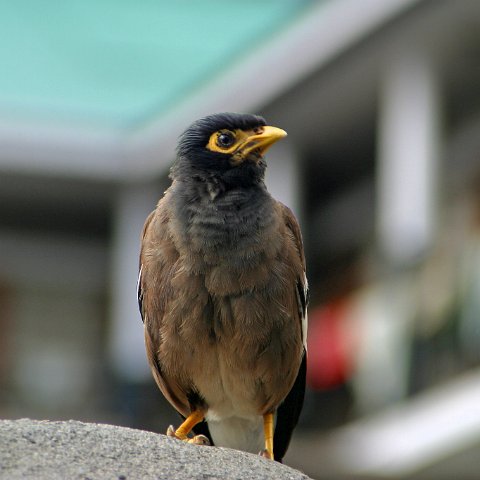 img08951  Journey through Ladakh India 2004
