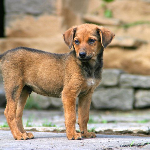 img08965  Journey through Ladakh India 2004