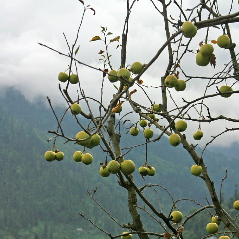 img08970  Journey through Ladakh India 2004