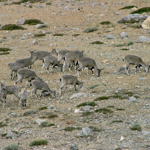 img09475  Reis Ladakh, India 2004 met Stichting Danja, www.danja.nl