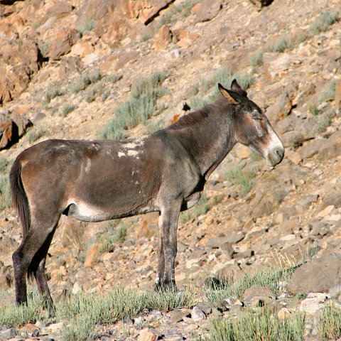 img10766  Journey through Ladakh India 2004