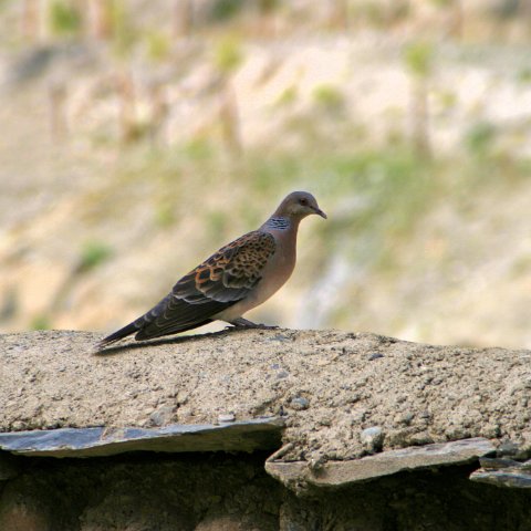 img11048  Journey through Ladakh India 2004