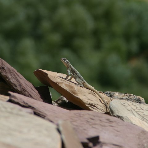 img11089  Journey through Ladakh India 2004
