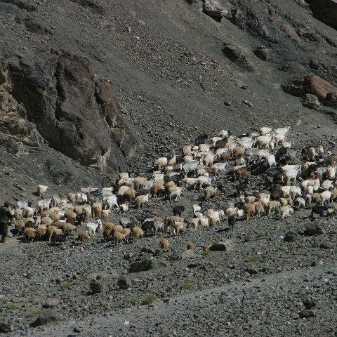 img11184  Journey through Ladakh India 2004