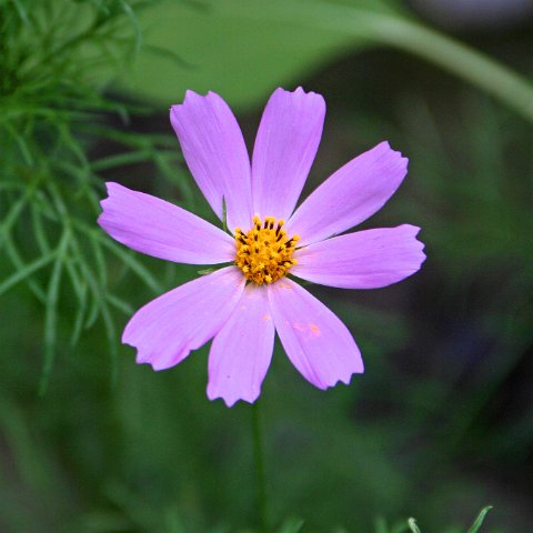 img08750  Journey through Ladakh India 2004