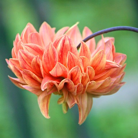 img08751  Journey through Ladakh India 2004