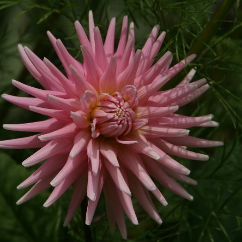 img08765  Journey through Ladakh India 2004