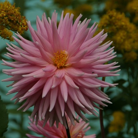 img08766  Journey through Ladakh India 2004