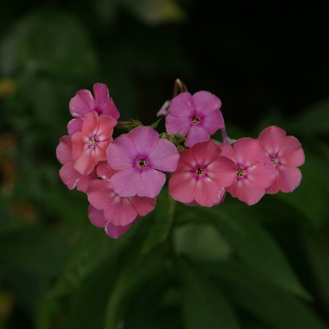 img08770  Journey through Ladakh India 2004