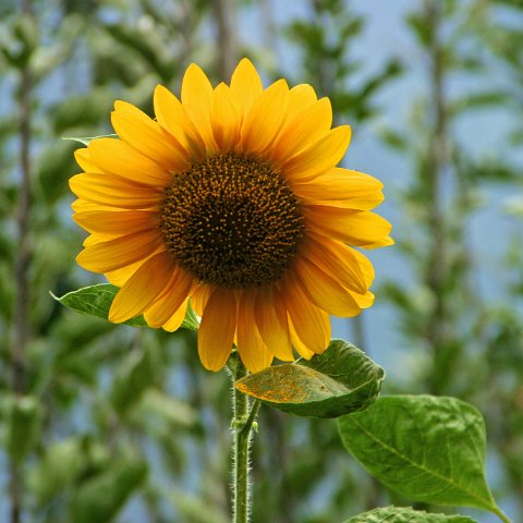 img08838  Journey through Ladakh India 2004