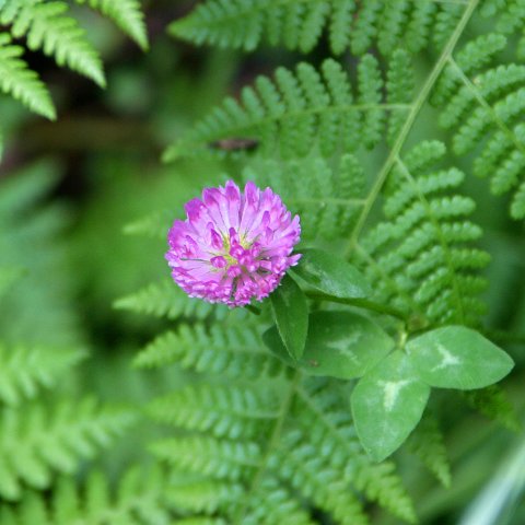 img08933  Journey through Ladakh India 2004