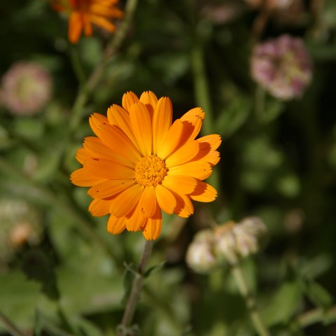 img09854  Journey through Ladakh India 2004