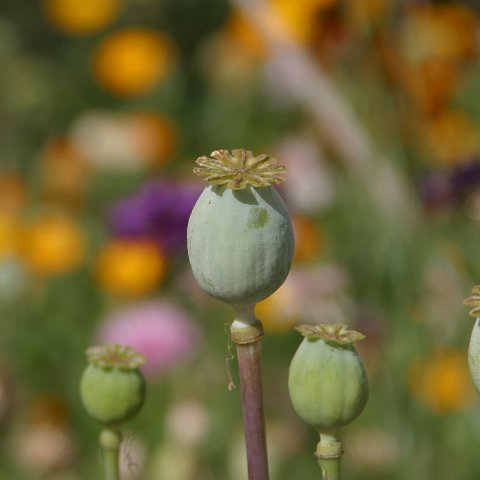 img09855  Journey through Ladakh India 2004