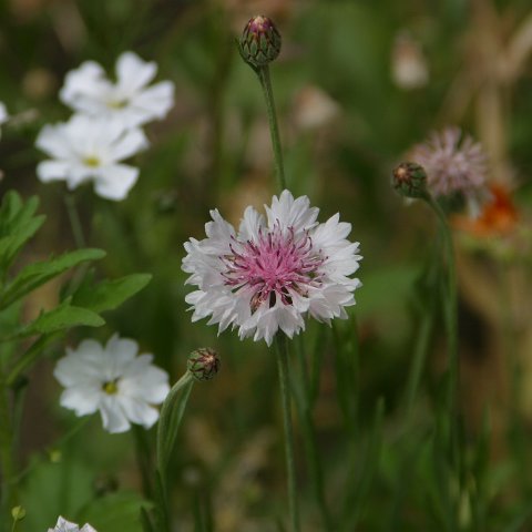 img09857  Journey through Ladakh India 2004