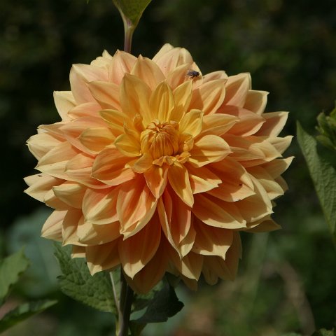 img09860  Journey through Ladakh India 2004