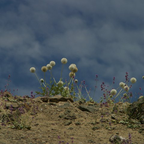 img11083  Journey through Ladakh India 2004