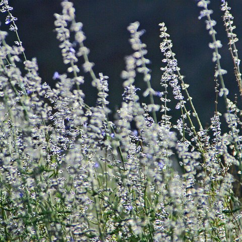 img11890  Journey through Ladakh India 2004