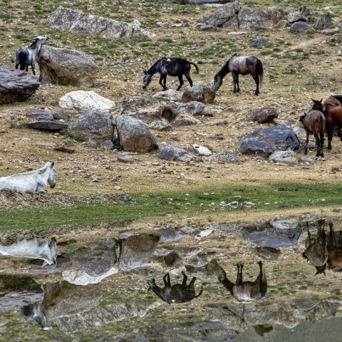 IMG 0059 60 61 : 2011, Himalayas, India, Zanskar, hdr basis