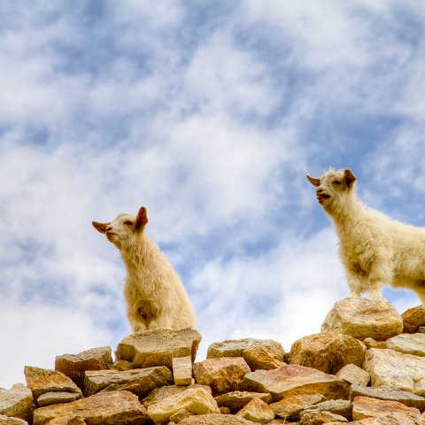 IMG 0122 3 4 : 2011, Himalayas, India, Zanskar, hdr basis